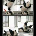 Pobre panda