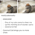 Cococat