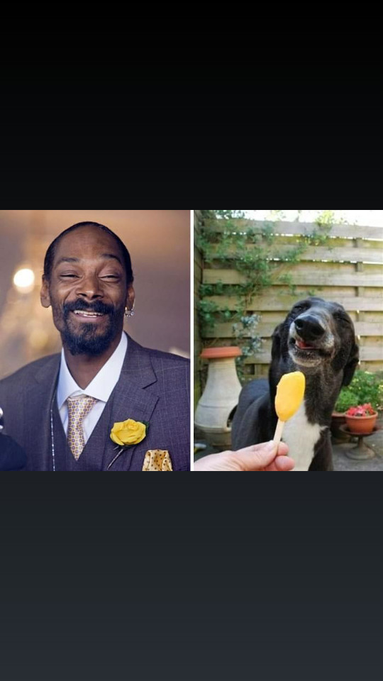 Snoop Dogg e "dog" :grin: - meme