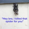 Spider buddy kills spiders for you