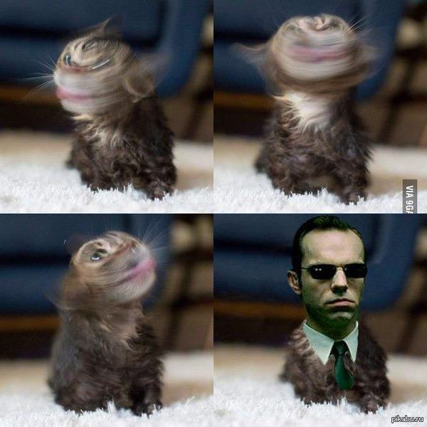 Matrix cat - meme