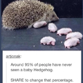 Title has never seen a baby hedgehog
