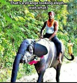 Indian war elephant - meme