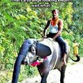 Indian war elephant
