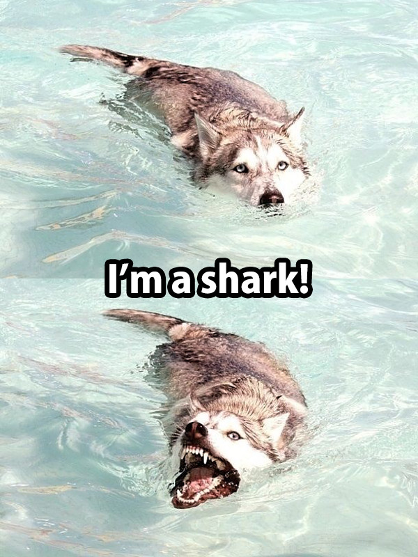 Like a shark but not - meme