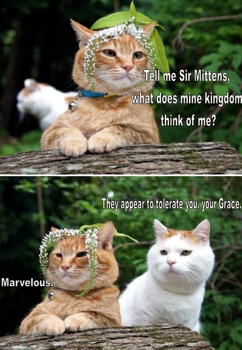 Fetch me my catnip, sir mittens - meme