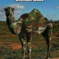 I dunno, I don't see a camel anywhere.