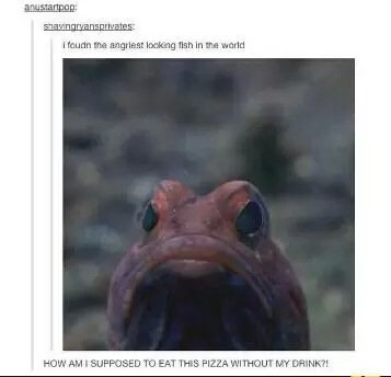 Angry fish - meme
