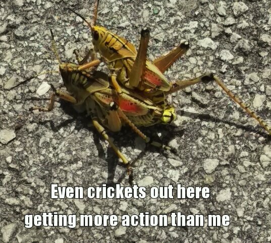 Dem is crickets - meme