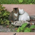 Forever alone #cat