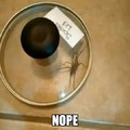 Quick! Where's my spider lid!?