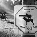 Attention chien méchant