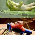 Spidy frog !!