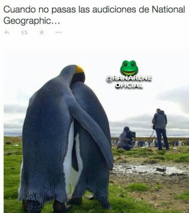:'( pobres pingüinos - meme
