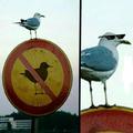 Mouette life