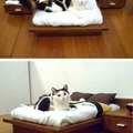 Not sure if small bed or huge cat