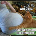 I want cheeseburgers