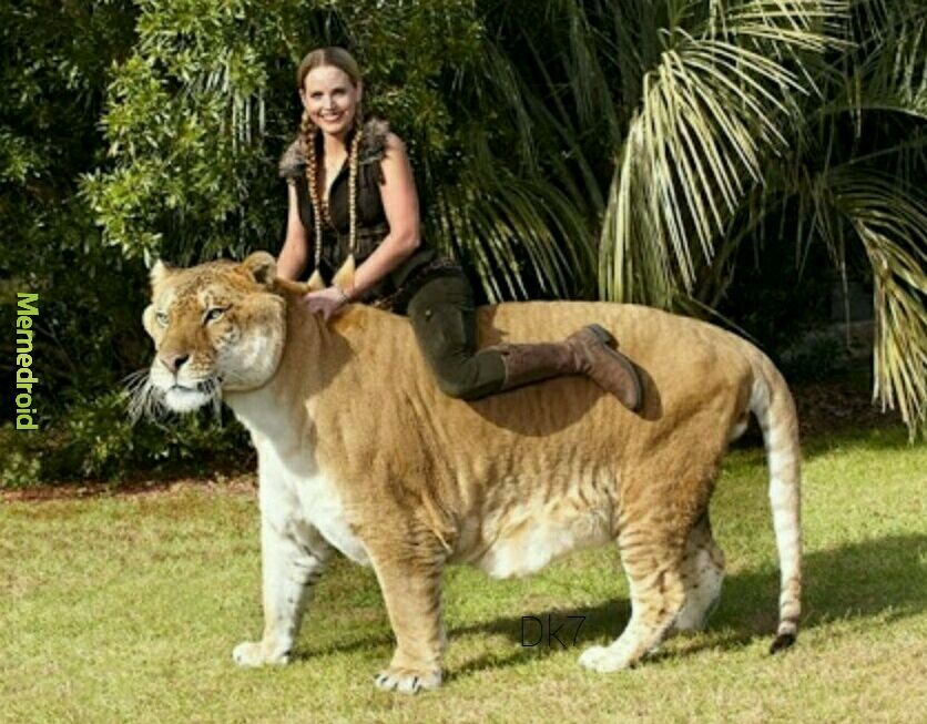 Leão + Tigre = Ligre - meme