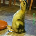 He is a very cute duck.