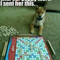I want to play games with my dog!