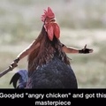 googled "angry chicken"
