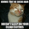 Good guy house cat :)