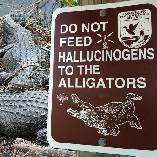 Prière de na pas nourrir les alligators avec des champignons allucinogène - meme