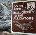 Prière de na pas nourrir les alligators avec des champignons allucinogène