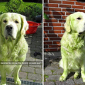 Green doge