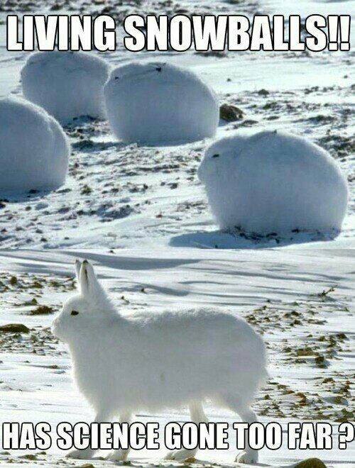 They are called arctic hares - meme