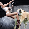 Doge and miley cyrus