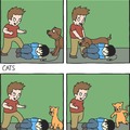 dogs turn on you,cats help you fight