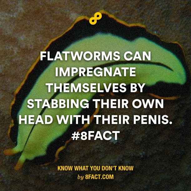 flatworms - meme