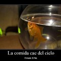 La vida de un pez.