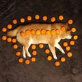 doggo vs oranges