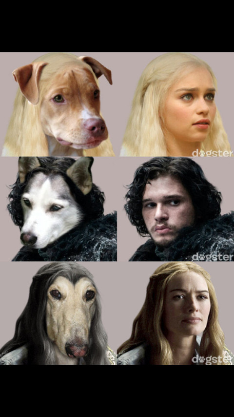 Dog of thrones - meme