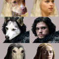 Dog of thrones