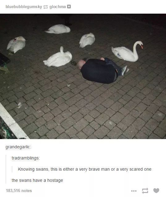 Swans - meme