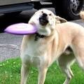 Doge frisbee