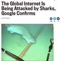 Why, sharks? Why?