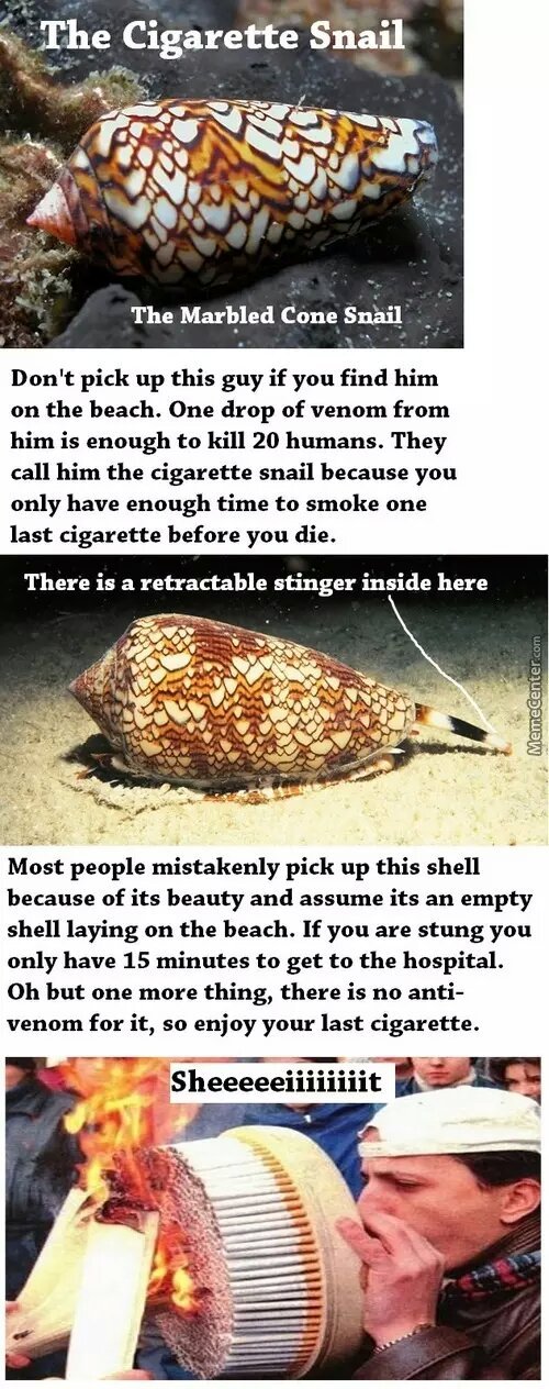 marbled cone snail - meme