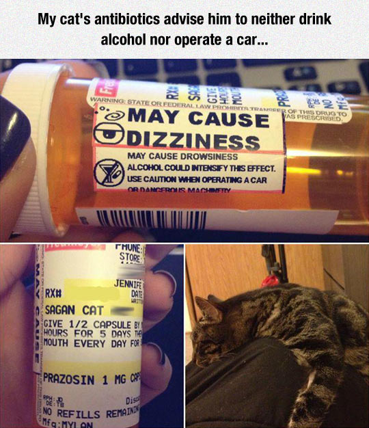 Cat has to let the booze go - meme