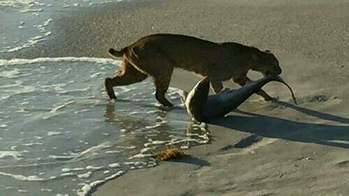 Bobcat dragging a shark. Badass - meme