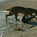 Bobcat dragging a shark. Badass