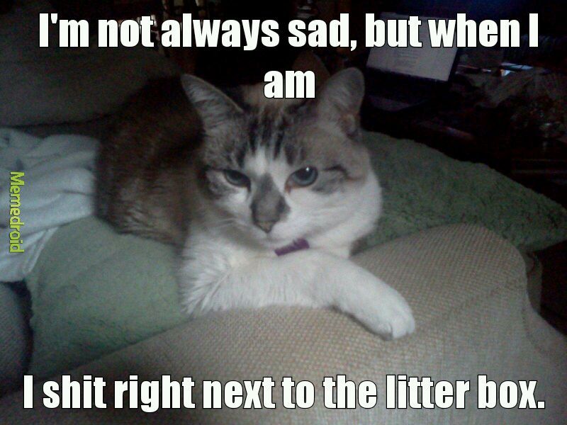 most interesting cat in the world meme