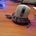 Wrong mouse...