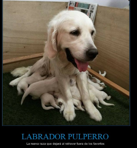 Labrador Pulperro - meme