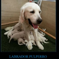 Labrador Pulperro