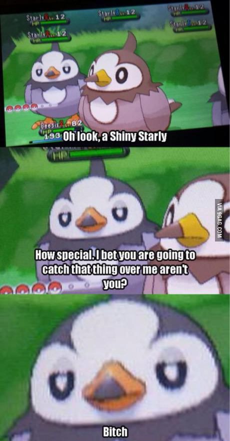Woah some starly appeared - meme