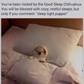 Sleep tight,pupper